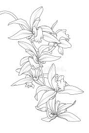 Maybe you would like to learn more about one of these? Exotic Tropical Cattleya Orchid Flower Plant Botanical Realistic Detailed Black White Line Drawing Sketch Outline Stock Vector Illustration Of Natural Background 133281573