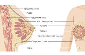 Rak Molochnoj Zhelezy 2 Stadiya Simptomy Diagnostika Lechenie Raka Molochnoj Zhelezy 2j Stadii Onkocentr Dobryj Prognoz