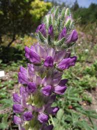 Image result for Lupinus mexicanus