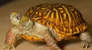 Do you have cute pictures of your box turtles? North American Box Turtle Zoo Med Laboratories Inc