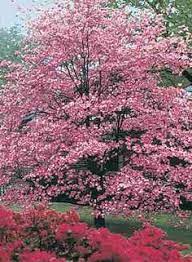 We did not find results for: 27 Delightful Dogwoods Ideas Dogwood Unique Flowers Foliage