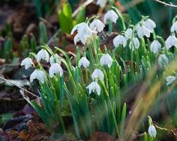 Visualizza altre idee su fiori bianchi, fiori, composizioni floreali. 10 Piante Invernali Che Fioriscono Anche Con Il Freddo Greenme