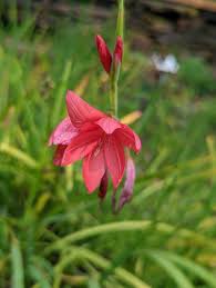 Image result for Hesperantha petitiana
