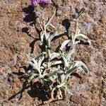 Image result for Gutenbergia