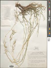 Image result for Cleistachne sorghoides