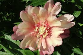 This beautiful color isn't often seen at the peony group, for the reason that it is only possible with intersectional peonies. Julia Rose R2 Flowers Bv Broker In Paeonia