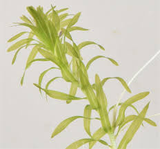 Image result for Lagarosiphon muscoides