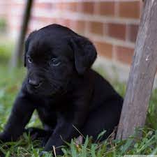 Cute Black Labrador Puppies Hd Wallpaper Desktop Wallpapers Black Lab Puppies Lab Puppies Black Labrador Puppy