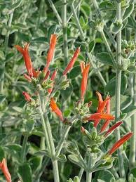 Image result for Dicliptera pumila