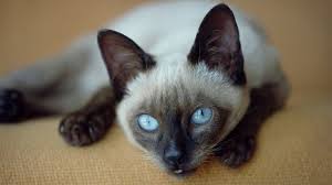 12 Regal Facts About Siamese Cats Howstuffworks