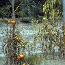 Image result for tomato seedling fusarium wilt