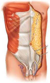 Abdominal surface anatomy can be described when viewed from in front of the abdomen in 2 ways: Anatomical Illustration Of The Abdominal Wall And Fat Springerlink