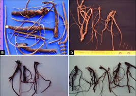 Image result for Uraria picta