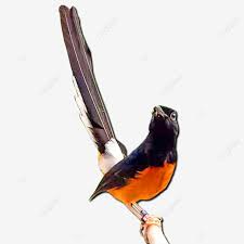 Check spelling or type a new query. Weiss Rumped Shama Png Murai Batu Weisses Rumped Shama Shama Png Murai Png Und Psd Datei Zum Kostenlosen Download