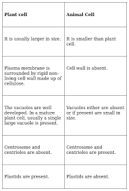 What is the difference between the arrangement of cells in onion cells and in human cheek cells? Illustrate Only A Plant Cell As Seen Under Electron Microscope How Is It Different From