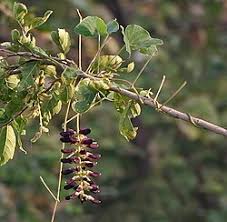 Image result for Mucuna poggei