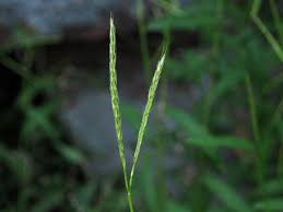 Image result for Microstegium fasciculatum