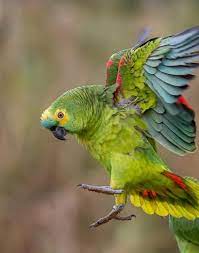 Lillian loves talking a lot after her shower. Pin On Blue Fronted Amazon