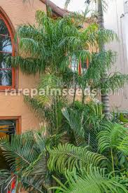 Queen palms is great in complementing all types and styles of landscapes. Chamaedorea Plumosa Baby Queen Palm Buy Seeds At Rarepalmseeds Com