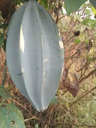 Image result for Telfairia occidentalis