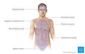 In all, there are believed to be 80 organs in your body, all serving different functions and uses. Basic Anatomy Terminology Organ Systems Major Vessels Kenhub