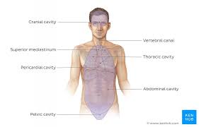 First, let's talk about the anatomical position. Anatomical Terminology Planes Directions Regions Kenhub