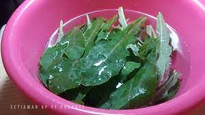 Pin Di Tempuyung Sonchus Arvensis