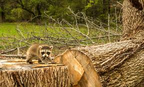 Demand Is Driving Deforestation Baby Raccoon Animals Animals Wild
