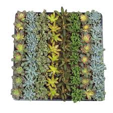 Succulent market is the ultimate succulent store and is ready to provide cactus and succulent delivery in the most convenient way possible. Assorted Mini 2 Inch Succulents 64 Pack Altman Plants Cactusshop Com