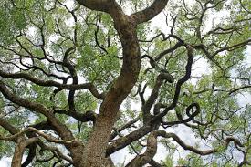 Image result for Pleurostylia capensis