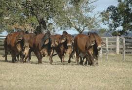 Australian Brahman Breeders Association Limited Cattle Cattle Barn Bucking Bulls