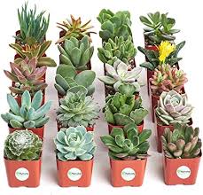 Houseplants requiring practically no care. Amazon Com Shop Succulents Unique Collection Of Live Plants Hand Selected Variety Pack Of Mini Succulents Standard Box Garden Outdoor