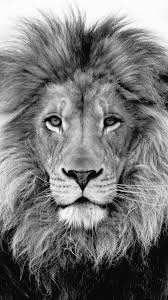 Pin By Cyndi Kirks On Animals Black And White Lion Lion Art Lion Pictures
