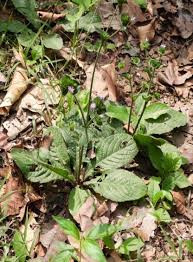 Image result for Elephantopus scaber