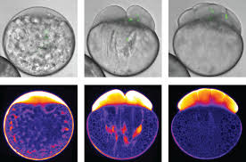 We did not find results for: Ist Austria How The Cytoplasm Separates From The Yolk
