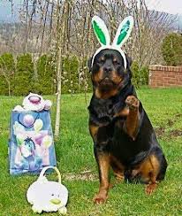 We did not find results for: Tibbets Rottweilers Home Facebook