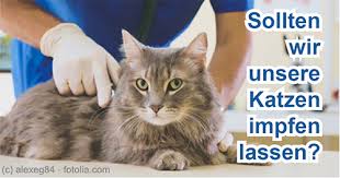 Unfortunately, the kitten chunks in jelly formula contains added sugar, which is one of the unfavorable ingredients in cat formulas. Liste Der Zugelassene Katzenimpfstoffe2 Indd