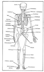 1 1 The Skeletal System Skeletal System Worksheet Human Skeleton Anatomy Human Skeletal System
