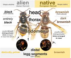 Image result for Crabbea velutina