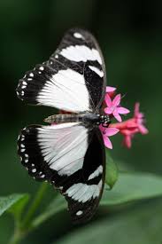 Black And White Insect With Wings Black And White Butterfly Bugs Butterflies Butterfly Butterfly Wings White Butterfly