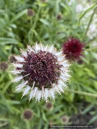 Image result for Centaurea praecox