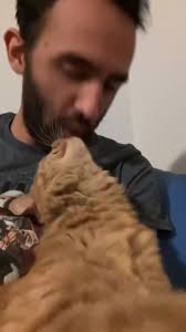 Kermit the Cat Asking for Kisses
