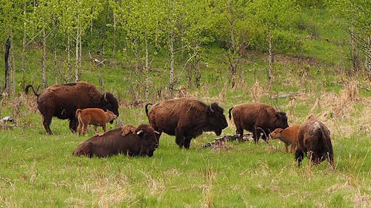 El regreso épico de un gigante: por primera vez en 10 mil años, el bisonte  europeo recobra su libertad - Infobae