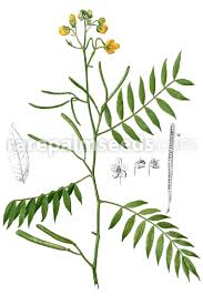 Image result for Senna occidentalis