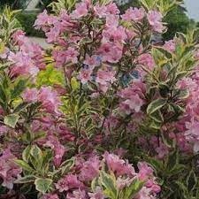 Browse our wide selection of beautiful accent trees, flowering shrubs, perennials & more. Weigela Florida Kolmagira Syn Weigela Florida Magical Rainbow Weigela Florida Rainbow Sensation Weigela Magical Rainbow In Gardentags Plant Encyclopedia