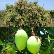 Internal chamber of the ovary. Mango Flower And Fruit Drop Causes Control Methods Agri Farming