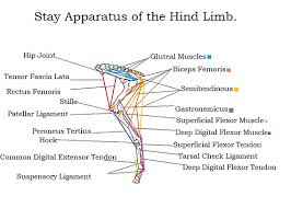 Is Your Horse Sleep Deprived?