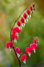 Dicentra Bleeding Hearts By Mandy Disher Bleeding Heart Flower Bleeding Hearts Flowers Photography
