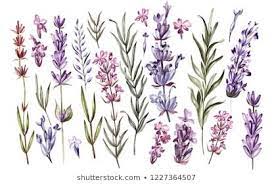Set Of Watercolor Lavender Flowers On White Background Illustration How To Draw Hands Watercolor Pattern Lavender Flowers