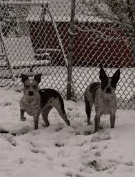 Black And White Spotted Blue Heeler Blue Heeler Boston Terrier Mix Lola And Daisy Blue Heeler Terrier Mix Dogs Heeler